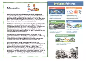 Vorschau - Arbeitsblätter - Evolutionsfaktoren - Seite 2