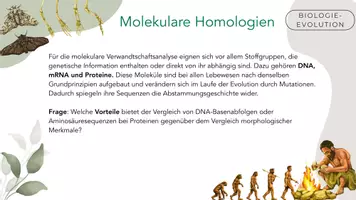 Vorschau - Arbeitsblätter - Molekulare Homologien als Evolutionsbeleg - Seite 2