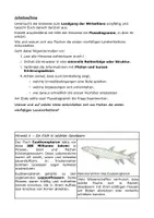 Vorschau - Arbeitsblätter - Mystery – Vom Wasser zum Land - Seite 3