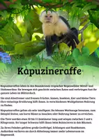 Vorschau - Merkblätter - 20 Lernkarten mit Fakten - Tiere des Regenwaldes - Seite 3