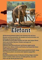 Vorschau - Merkblätter - 19 Lernkarten mit Fakten - Tiere der Savanne - Seite 3