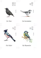 Vorschau - Stationenlernen - Vögel bestimmen Grundschule 30 Vogelarten - Seite 3