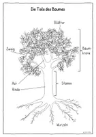 Vorschau - Arbeitsblätter - Der Baum – Teile des Baumes, Laub‑ und Nadelbaum, Waldtiere (Sachunterricht 1./2. Klasse) - Seite 1