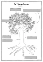 Vorschau - Arbeitsblätter - Der Baum – Teile des Baumes, Laub‑ und Nadelbaum, Waldtiere (Sachunterricht 1./2. Klasse) - Seite 3