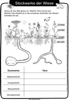 Vorschau - Arbeitsblätter - Stockwerke der Wiese - Wissensheft/Forscherheft - Seite 3
