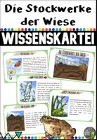 Vorschau - Stationenlernen - Stockwerke der Wiese - Wissenskartei - Deckblatt