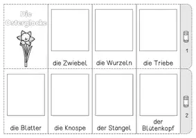 Vorschau - Unterrichtsreihen - Frühblüher - Lebenszyklus Narzisse/Osterglocke - Seite 3