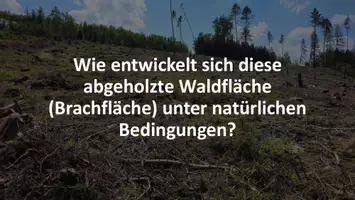 Vorschau - Stundenentwürfe - Sukzession - Wie entwicklet sich ein Ökosystem ohnen menschlichen Einfluss? - Seite 2
