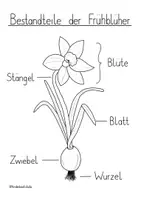 Vorschau - Arbeitsblätter - Frühblüher-Sammlung - Seite 3