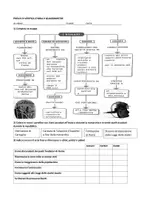 anteprima - Compiti in classe/Test - PROVA DI VERIFICA STORIA classe quinta II QUADRIMESTRE pdf - Pagina di copertina
