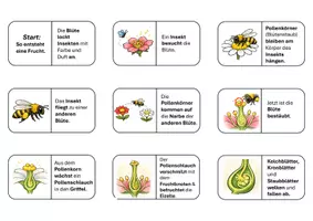 Vorschau - Mal- und Bastelvorlagen - Domino: Von der Blüte zur Frucht - Bestäubung, Befruchtung, Fruchtbildung - Seite 1