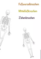 Vorschau - Mal- und Bastelvorlagen - RIESENSKELETT ausschneiden, beschriften, bestaunen - Seite 2