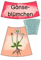 Vorschau - Bildkarten - Wiesenpflanzen - Legekreis - Seite 1