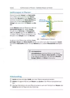 Vorschau - Arbeitsblätter - Stofftransport in Pflanzen - Versuch, Infotext & Arbeitsblatt - Seite 2