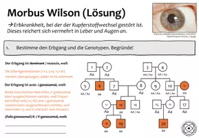 Vorschau - Arbeitsblätter - Übungs- und Vertiefungsaufgaben zur Stammbaumanalyse - Seite 3