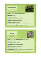 Vorschau - Stationenlernen - Specht, Adler, Rabe & co. - Infokarten - Seite 2