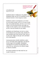 Vorschau - Arbeitsblätter - Goldfisch – Steckbrief & Infotext (Kl. 2–4) - Seite 3