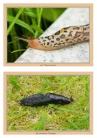 Vorschau - Arbeitsblätter - die Schnecke Sachunterricht Klasse 1 und 2 differenziert - Seite 3