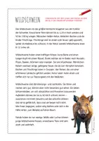 Vorschau - Arbeitsblätter - Wildschwein – Steckbrief & Infotext (Kl. 2–4) - Seite 3
