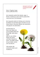 Vorschau - Arbeitsblätter - Löwenzahn – Steckbrief & Infotext (Kl. 2–4) - Seite 3