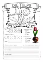 Vorschau - Arbeitsblätter - Tulpe – Steckbrief & Infotext (Kl. 2–4) - Seite 2