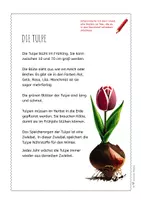 Vorschau - Arbeitsblätter - Tulpe – Steckbrief & Infotext (Kl. 2–4) - Seite 3