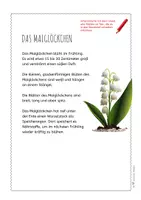 Vorschau - Arbeitsblätter - Maiglöckchen – Steckbrief & Infotext (Kl. 2–4) - Seite 3