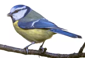 Vorschau - Mal- und Bastelvorlagen - Vögel im Quadrat: Schritt für Schritt Anleitung - Seite 3
