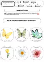Vorschau - Stundenentwürfe - Selektionsformen verstehen Gerichtete, stabilisierende und disruptive Selektion anschaulich erklärt - Seite 2