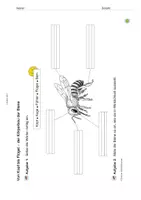 Vorschau - Arbeitsblätter - Arbeitsblatt: Körperbau der Honigbiene - Seite 1