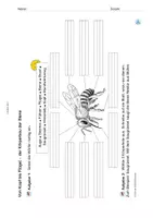 Vorschau - Arbeitsblätter - Arbeitsblatt: Körperbau der Honigbiene - Seite 3