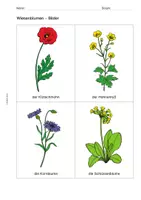 Vorschau - Bildkarten - Bildkarten: Kunterbunte Wiesenblumen - Seite 2