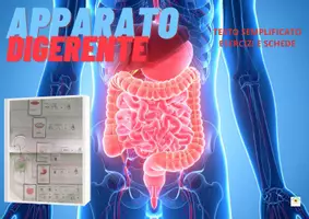 anteprima - Esercizi - APPARATO DIGERENTE SEMPLIFICATO E FLASH CARD UTILE PER BAMBINI CON SOSTEGNO - Pagina di copertina