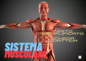 anteprima - Esercizi - SISTEMA MUSCOLARE TESTO SEMPLIFICATO UTILE PER BAMBINI CON SOSTEGNO - Pagina di copertina