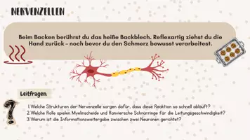 Vorschau - Arbeitsblätter - Grundlagen Nervenzellen/ Neurone - Seite 2