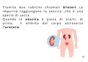 anteprima - Flashcard - APPARATO ESCRETORE SEMLIFICATO CON FLASH CARDS - Pagina 2