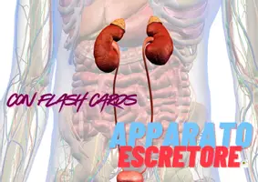 anteprima - Flashcard - APPARATO ESCRETORE SEMLIFICATO CON FLASH CARDS - Pagina di copertina