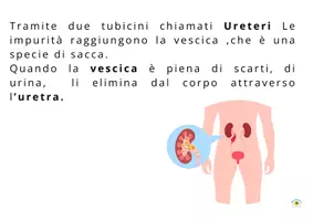 anteprima - Flashcard - APPARATO ESCRETORE SEMPLIFICATO E FLASH CARDS - Pagina 2