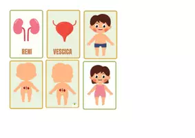 anteprima - Flashcard - APPARATO ESCRETORE SEMPLIFICATO E FLASH CARDS - Pagina 1