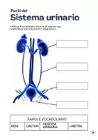 anteprima - Esercizi - APPARATO ESCRETORE SEMPLICI SCHEDE DIDATTICHE - Pagina 1