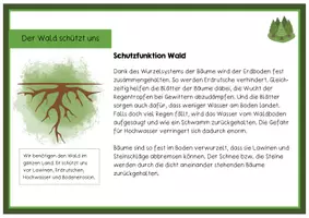 Vorschau - Merkblätter - Wissenskartei: Der Wald und seine 4 Funktionen - Seite 2