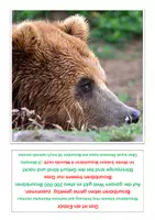 Vorschau - Arbeitsblätter - ja-nein Tierquiz 2 - Seite 3