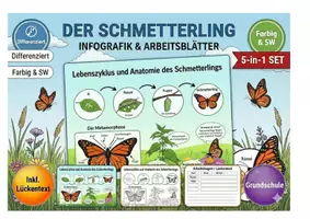 Vorschau - Arbeitsblätter - Lebenszyklus & Anatomie des Schmetterlings XXL Paket | Infografik, Lesetext & Arbeitsblätter (inkl. Lösungen)Differenzierung - Deckblatt