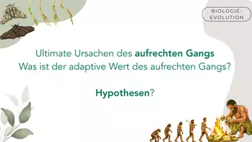 Vorschau - Präsentationen/Tafelbilder - Evolution des Menschen - Seite 3