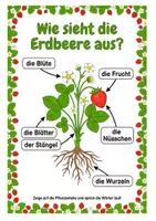 Vorschau - Arbeitsblätter - Alles rund um die Erdbeere – Wissens- & Mitmachheft (Kita – 1. Klasse) - Seite 1