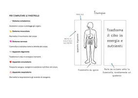 anteprima - Materiale di supporto/inclusione - IMMAGINI APPARATI E SISTEMI 🦴 🧠 🫁 - Pagina 2