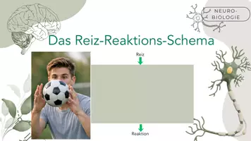 Vorschau - Arbeitsblätter - Das Reiz-Reaktion-Schema - Seite 2