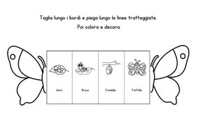anteprima - Altro tipo di materiale - Il ciclo di vita delle farfalle - biglietti da piegare - Pagina 2