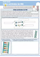 Vorschau - Arbeitsblätter - Aufbau und Struktur der DNA (Entdeckung der DNA / Nukleotide / Basenpaare / Genetik / Biologie) - Seite 2