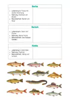 Vorschau - Arbeitsblätter - Heimische Süßwasserfische _ Steckbriefe Zuordnung - Seite 3
